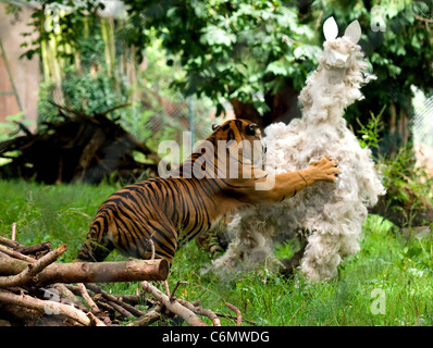Zoo-Feeds Alpaka zu Tigern Keepers in Paignton Zoo in Devon, England gefüttert wurden ein Alpaka für ihre Tiger- aber es Wasnâ€™ t ein Stockfoto