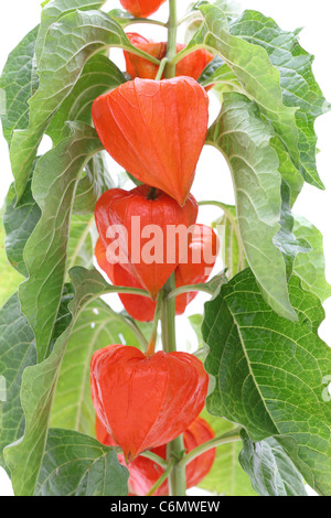 Nahaufnahme, leuchtend orangefarbene Lampions (Physalis Alkekengi) Stockfoto