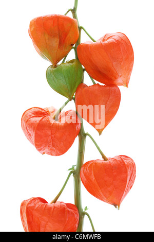 Nahaufnahme, leuchtend orangefarbene Lampions (Physalis Alkekengi) Stockfoto