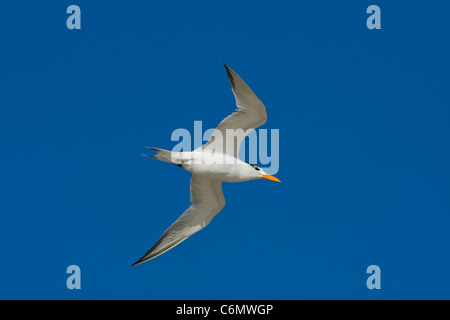 Königliche Seeschwalbe (Sterna Maxima) im Flug Stockfoto