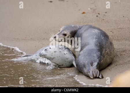 Seehunde (Phoca Vitulina). Mutter und Welpen am Strand von PT Lobos, California Stockfoto