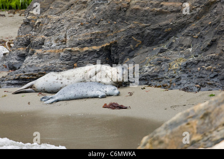 Seehunde (Phoca Vitulina). Mutter und Welpen am Strand von PT Lobos, California Stockfoto