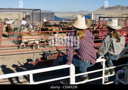 Junge Mädchen, die gerade einer Razzia der Rinder auf einer West Texas Ranch vor dem Versand. Stockfoto