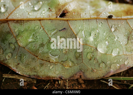 Wassertropfen auf einem Blatt Stockfoto