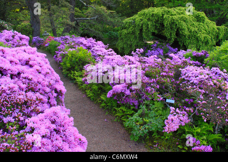 Sonnenaufgang, Asticou Gärten, Northeast Harbor, Mount Desert Island, Maine, USA Stockfoto