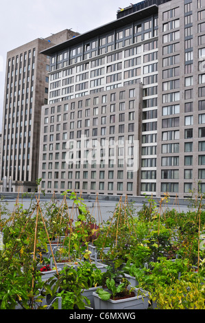 Gemüsegarten auf dem Dach des Palais des Congres Montreal Kanada Stockfoto