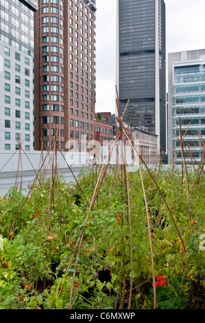 Bio-Gemüsegarten auf dem Dach des Palais des Congres Montreal Kanada Stockfoto