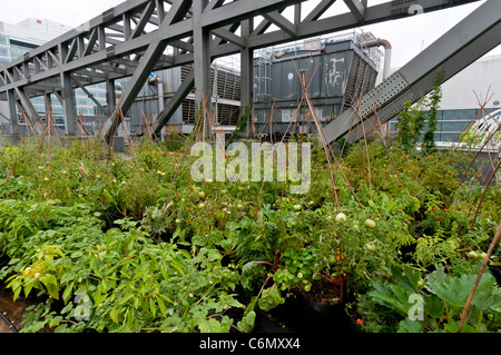 Gemüsegarten auf dem Dach des Convention Centre (Palais des Congres) Innenstadt von Montreal Stockfoto