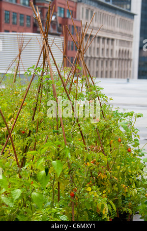 Gemüsegarten auf dem Dach des Convention Centre (Palais des Congres) Innenstadt von Montreal Stockfoto