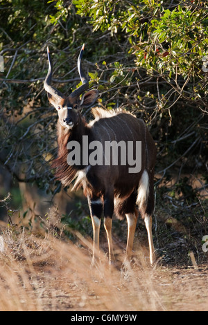 Nyala bull Stockfoto