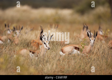 Springbok Herde ruht in Trockenrasen Stockfoto