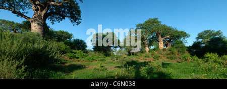 Üppig grün, Baobab-Savanne an den Ufern des Flusses Limpopo Stockfoto