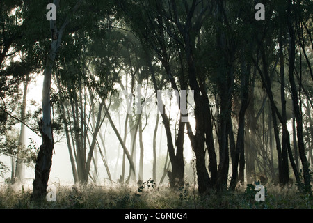 Frühen Morgenlicht durch die Nebel und Bäume Stockfoto