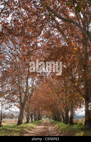 Allee der Pappeln Stockfoto