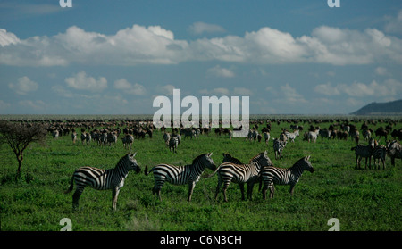 Zebras und Gnus während der jährlichen migration Stockfoto