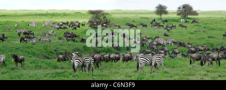 Zebras und Gnus während der jährlichen migration Stockfoto