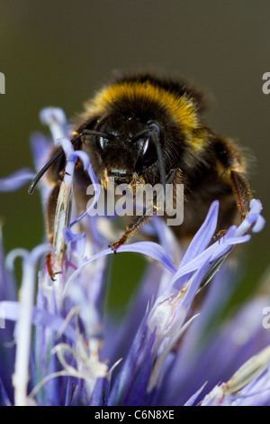 Biene auf Blüte Stockfoto