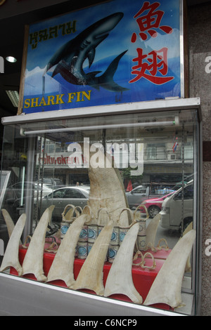 Trockenen Haifischflosse zeigen, chinesisches Restaurant in Bangkok Stockfoto