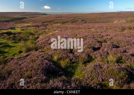 Heather auf Middleton Moor, in der Nähe von Middleton-in-Teesdale, County Durham Stockfoto