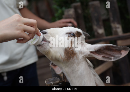 Ziegenmilch trinken aus der Flasche Stockfoto