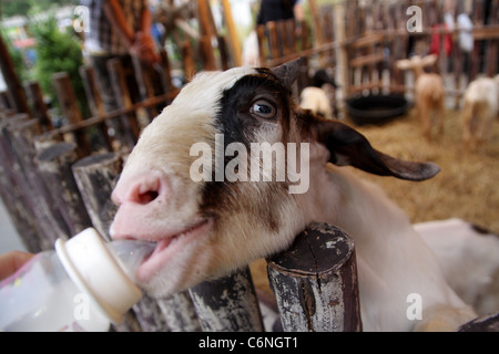 Junge Ziege, die Milch aus der Flasche trinken Stockfoto