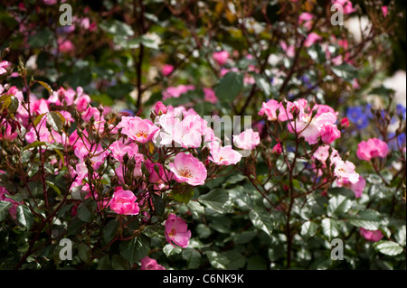 Rosa rosa Kissen 'Interall' in Blüte Stockfoto