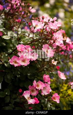 Rosa rosa Kissen 'Interall' in Blüte Stockfoto