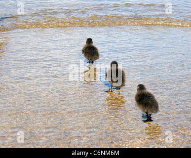 Drei Entenküken zu Fuß ins Meer in einer Linie. Stockfoto