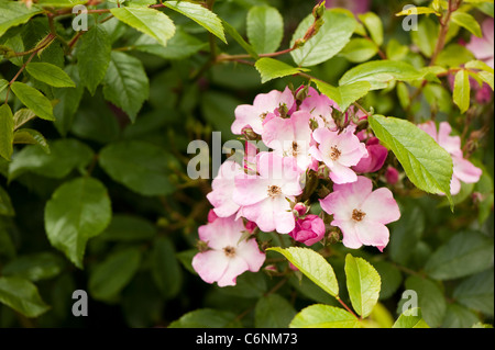 Rosa "Ballerina", Polyantha Rose, Blume Stockfoto