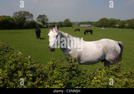 Pferde genießen Sie ihr Mittagessen in einem Feld entlang Underhill Lane südlich Ditchling an einem schönen Mai-Nachmittag Stockfoto