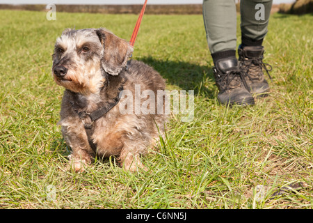 Eine Miniatur Drahthaar Dackel Hund an der Leine mit den Stiefeln eine weibliche zu Fuß auf dem Lande Stockfoto