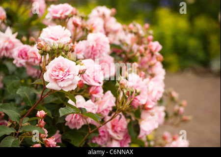 Rosa "Felicia" in Blüte Stockfoto