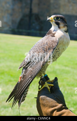 Captive Wanderfalke auf dem Display an Alnwick Castle, Alnwick, Northumberland, England. Stockfoto