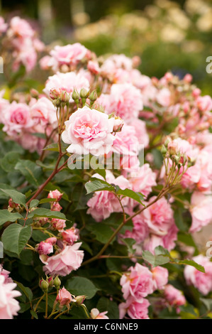 Rosa "Felicia" in Blüte Stockfoto