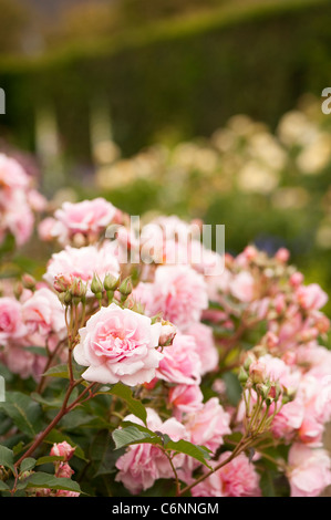 Rosa "Felicia" in Blüte Stockfoto