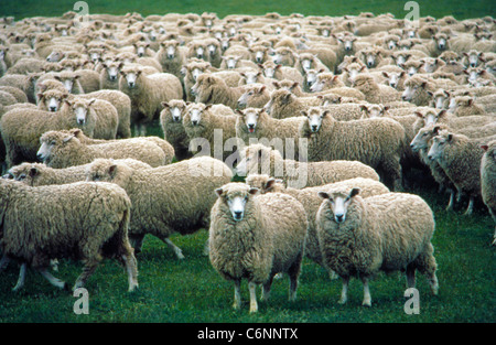 Eine Herde von Wolligen Schafe stoppen zu starren an Besucher auf der Südinsel in Neuseeland. Dem Land iconic farm animal Geowissenschaft seine Menschen 5,6 bis 1. Stockfoto
