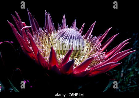 Die schöne Nationalblume Südafrikas ist die Königsprotea, eine blühende Pflanze, die auch bekannt als Giant Protea King Sugar Bush und Honeypot ist. Stockfoto