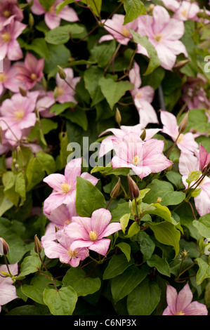 Clematis 'Caroline' in Blüte Stockfoto