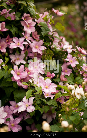 Clematis 'Caroline' in Blüte Stockfoto