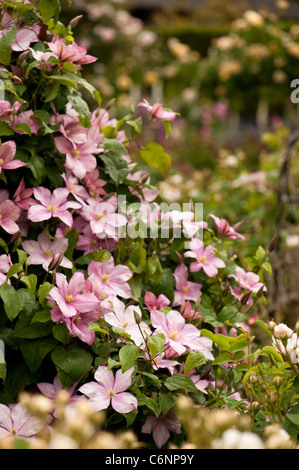 Clematis 'Caroline' in Blüte Stockfoto