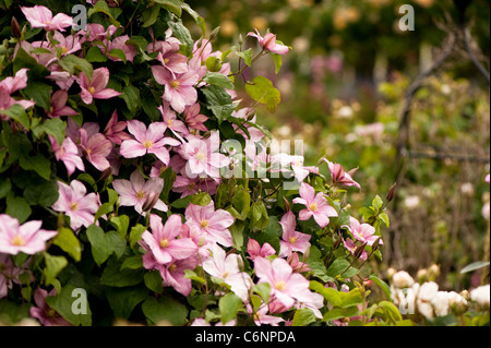 Clematis 'Caroline' in Blüte Stockfoto