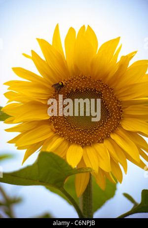 Eine Hummel genießt Nektar aus den kleinen Blüten, aus denen sich das charakteristische Aussehen der Sonnenblume, eine schöne und beliebte Zier- und Futterpflanze. Stockfoto