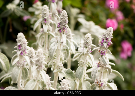 Niederwendischen Byzantina, des Lammes Ohren in Blüte Stockfoto