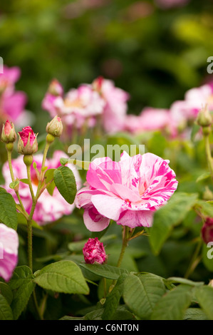 Rosa Gallica 'Veriscolor', Rosa Mundi Rose, Blume Stockfoto