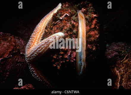 Nördlichen Seestern (Asterias Vulgaris) eine Muschel zu öffnen. Gloucester, MA, New England - Nord-Atlantik Stockfoto