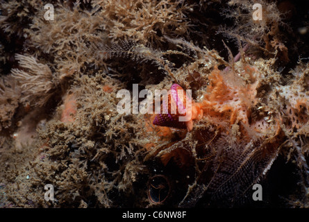 Lila-beringt Top Schnecke (Calliostoma Annulatum) ernährt sich von Hydrozoen. Kalifornien, USA, Pazifik Stockfoto