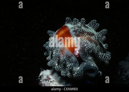 Tiger Kauri (Cypraea Tigris) am Korallenriff in der Nacht. Ägypten, Rotes Meer Stockfoto