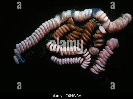 Eiern aus Kalifornien Kegel (Conus Californicus) befestigt, Seetang. Kalifornien, USA, Pazifik Stockfoto