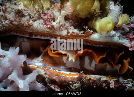 Dornige Auster (Spondylus Varius) (Mantel) Filter-Fütterung in der Nacht. Sipadan Island, Borneo - South China Sea Stockfoto