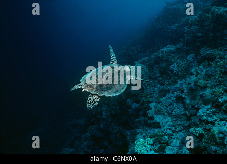 Echte Karettschildkröte (Eretmochelys Imbricata) schwimmt auf Drop-off im Korallenriff in der Nacht. Ägypten, Rotes Meer Stockfoto